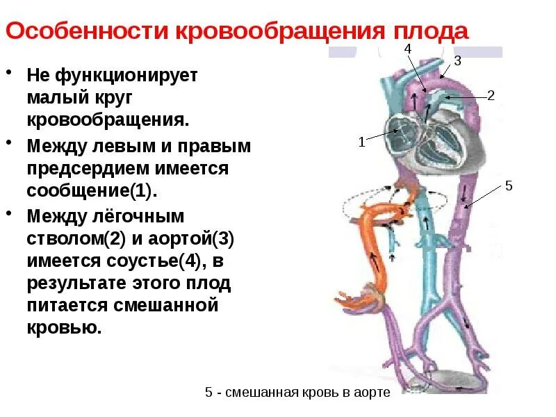 Особенности гемодинамики. Венозный проток пупочная Вена. Венозный аранциев проток. Плацентарное кровообращение плода. Кровообращение плода аранциев проток.