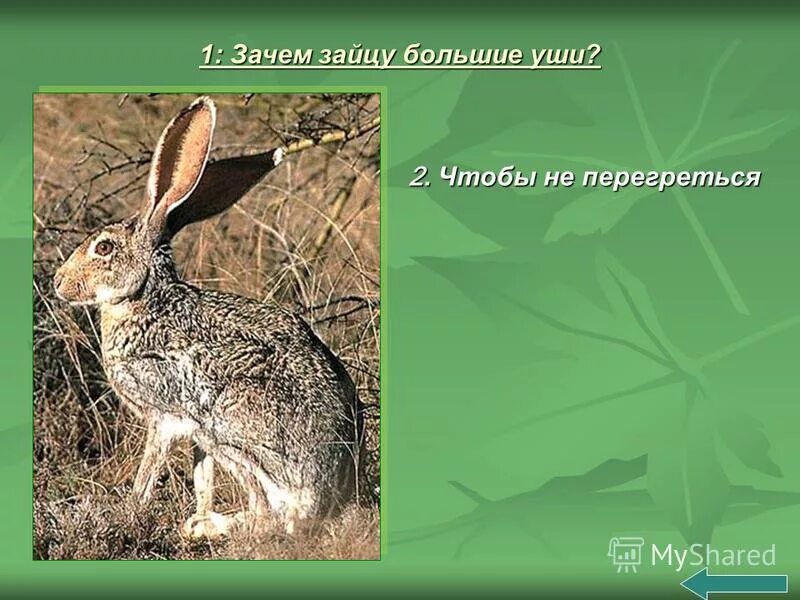 косой заяц. почему зайцы. почему зайцы.