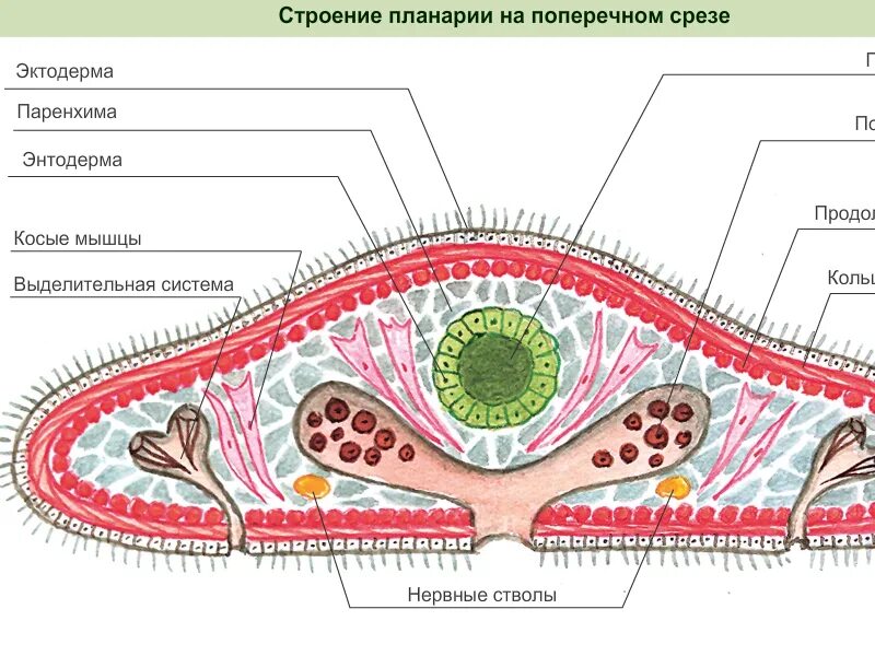 Мышцы беспозвоночных. Белая планария строение поперечный срез. Внутренне строение плоских червей. Схема поперечного среза планарии. Строение плоских червей срез.