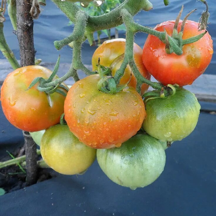 томат о-33 сараева. томат обильные сараева. советские сорта помидор. благовест цветение томат. томат грунтовый сараево.