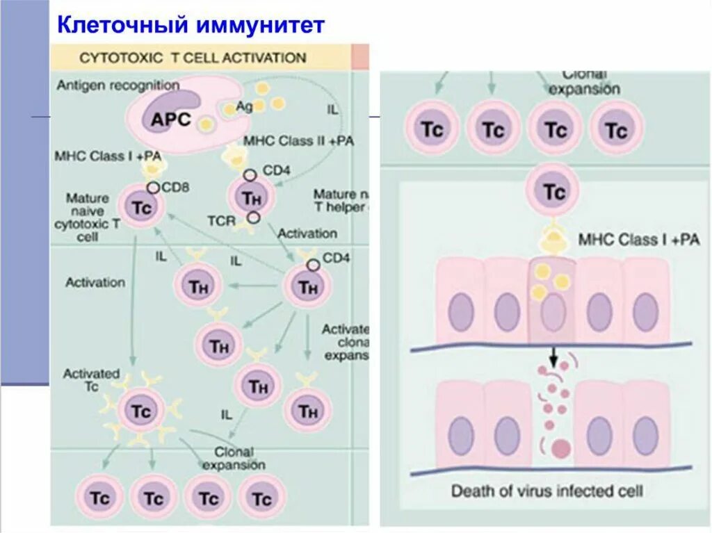 Т-клеточное звено иммунитета. Лимфопоэз. Клеточный иммунитет. Схема иммуногенеза. Количество иммунных клеток