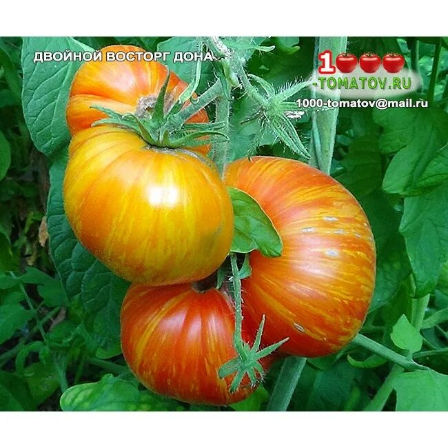 томат двойной восторг дона. томат двойной восторг дона. корейские томаты семена. томат двойной восторг дона. томат двойной восторг дона.