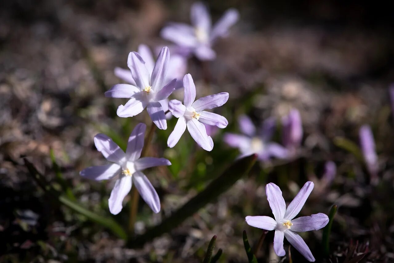 Ранние маленькие цветы. Цветы которые рано цветут весной. Цветы рано. Фиолетовая зацветает рано весной -Подснежник -Крокус. Расцветает рано.