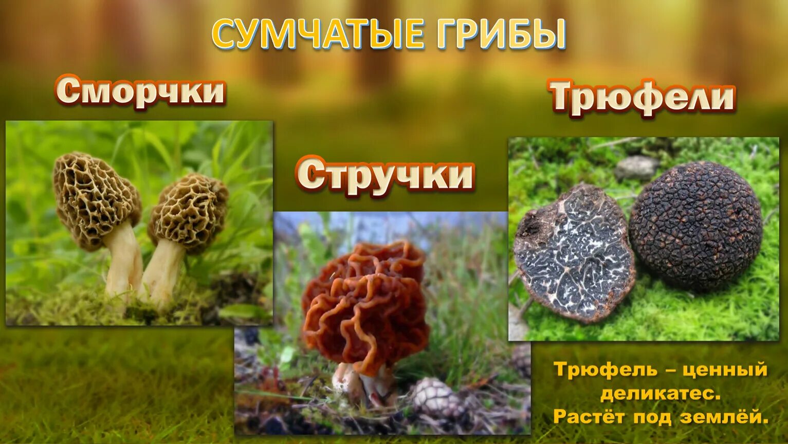 Сумчатый сморчок гриб. . Сумчатые грибы - Ascomycetes. Сумчатые грибы биология 7. Сумчстые грибы. Сумчатые грибы биология 7 класс.