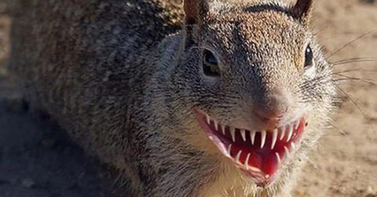 Белка. Белки защиты и нападения картинка. Сон укусила белка. Белочки кусаются. Сон укусила белка.