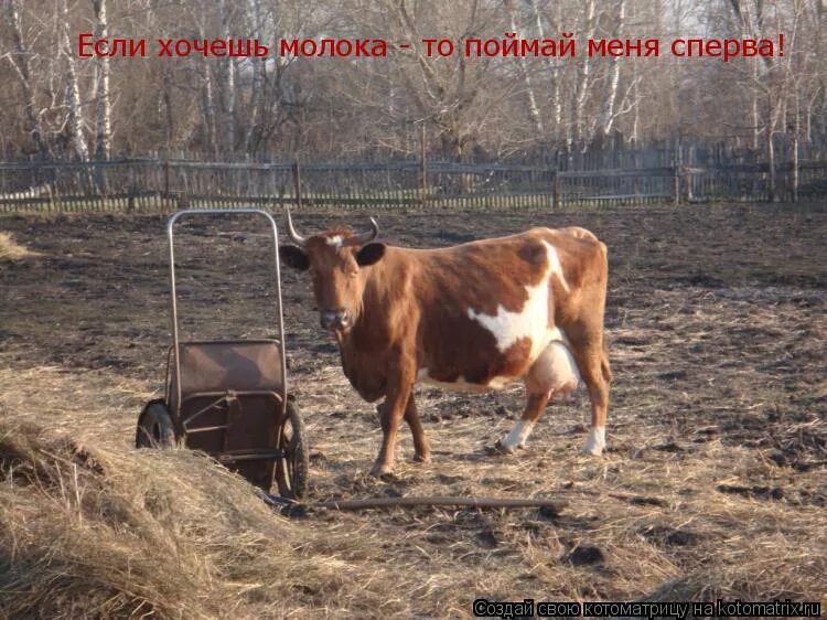 молоко для детей. ледяное молоко. хочется молочного. смешные надписи. три стакана молока.