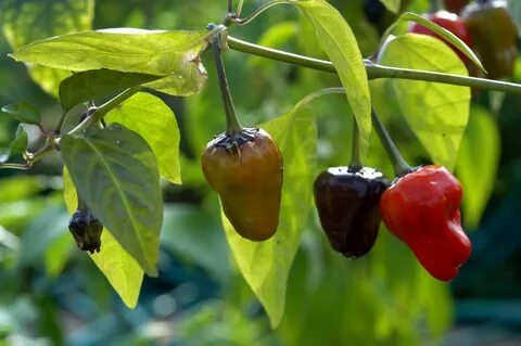 Pepper c