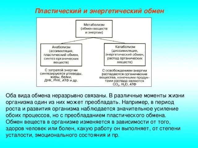 Какой процесс происходит в пластическом обмене