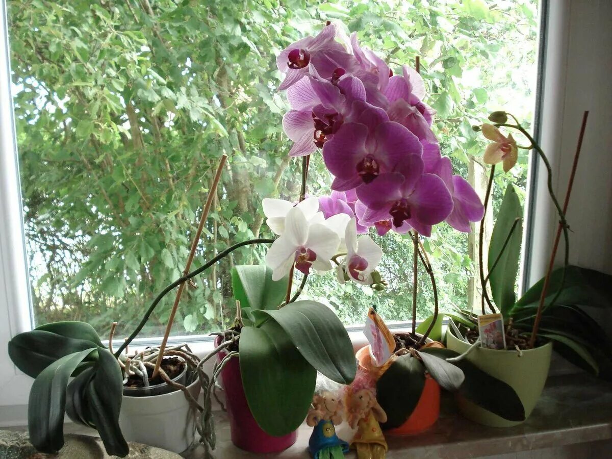 Орхидея фаленопсис Октопус. Орхидея Камбрия. Фаленопсис Scenza. Орхидея фаленопсис цветение.