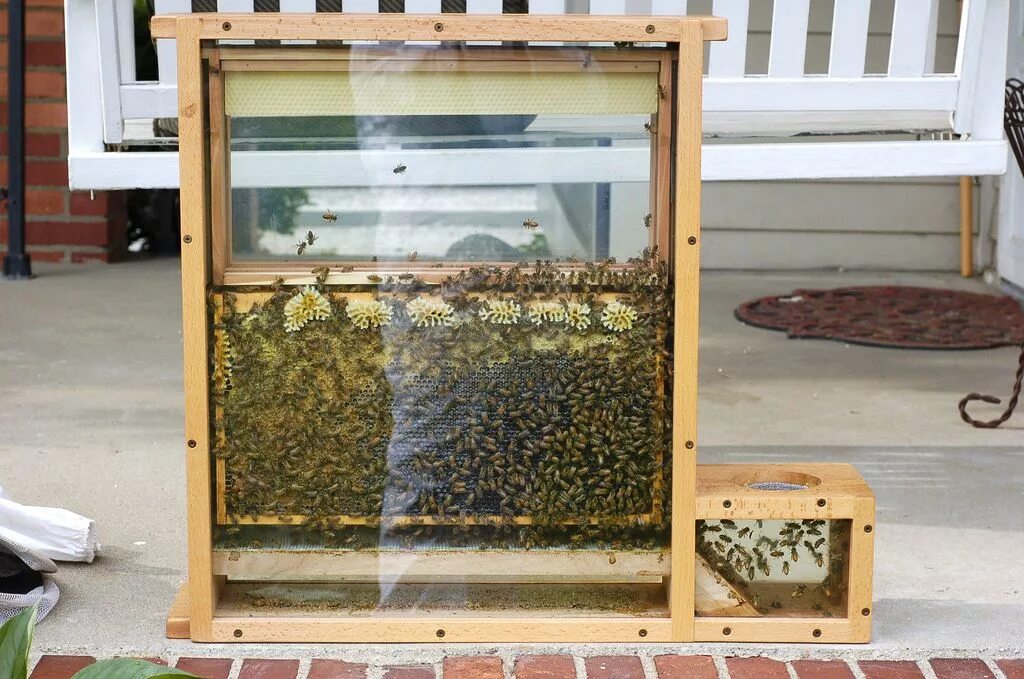 Пчелы в стекле