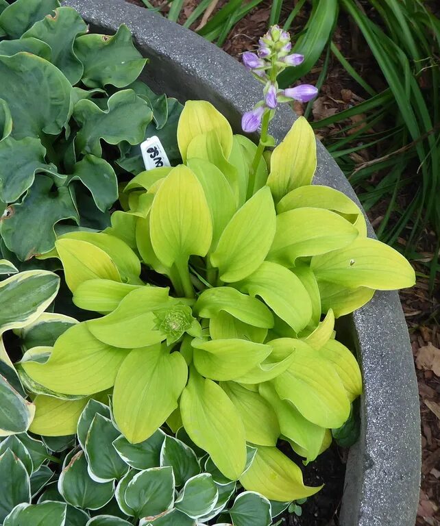 Хоста гибридная блу маус ирс. Хоста mouse. Хоста mouse. Хоста скул маус. Хоста гибридная майти маус.