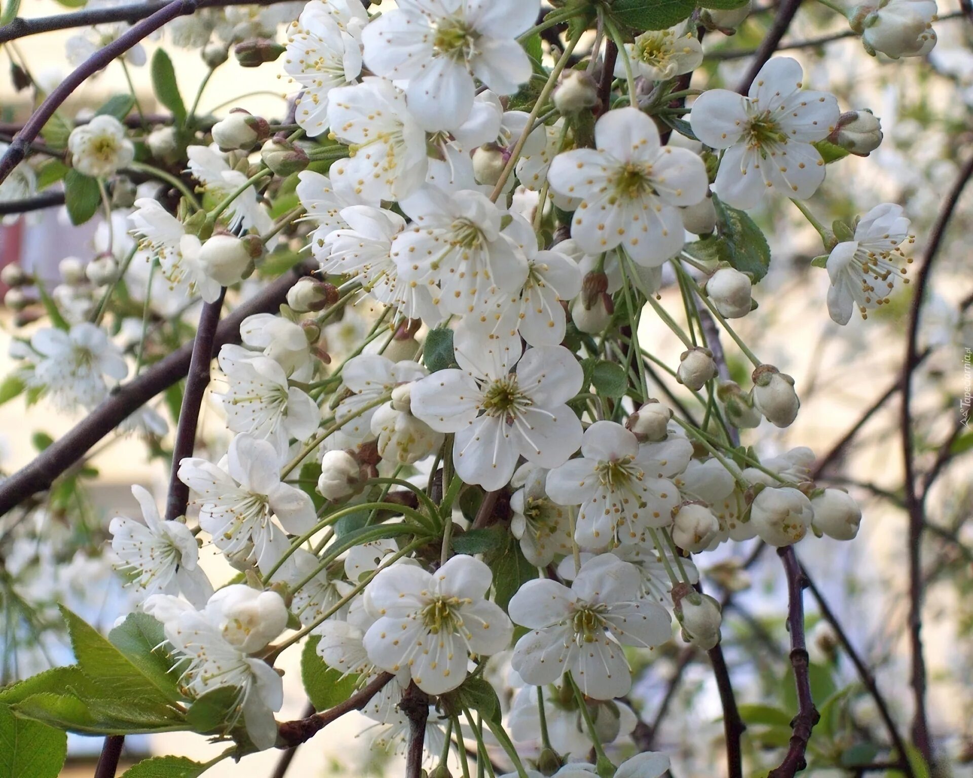 Яблоня лесная цветение. Яблоня сиверса цветет весной. Яблоня веньяминовское. Яблоня хидден роуз. Яблоня цветёт.