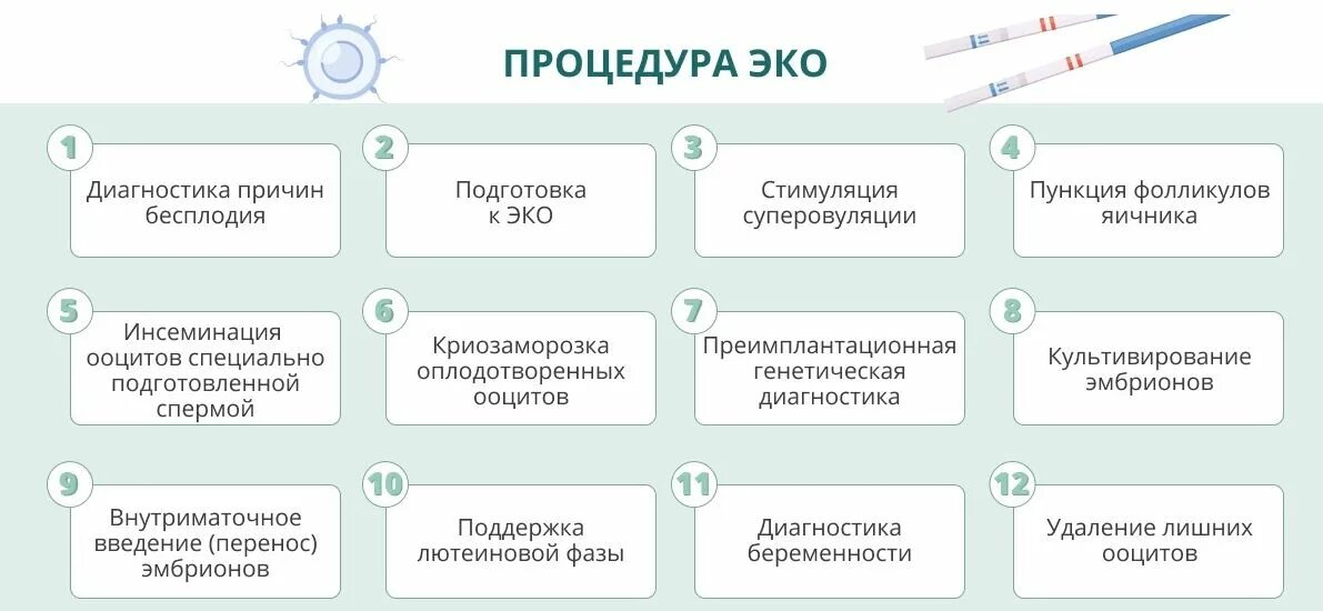 Эко процедура. Этапы проведения эко. Этапы процедуры эко. Этапы подготовки к эко.