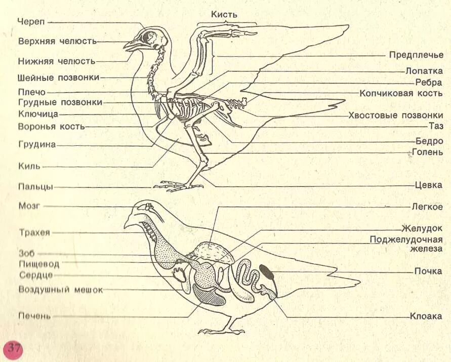 Класс птицы 7 класс рабочая тетрадь. Строение голубя анатомия. Внутреннее строение голубя биология 7 класс. Внешнее и внутреннее строение птиц 7 класс. Внутреннее строение голубя схема.
