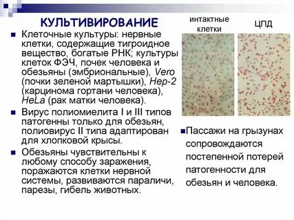 Культура вируса 5