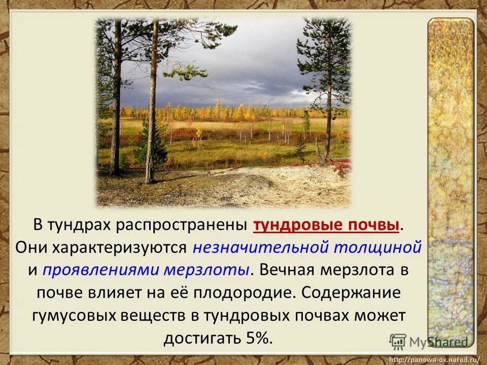 Почвы и их свойства тундры. Тундровые почвы характеристика. Почвы тундры. Почва в тундре России кратко. Плодородие почвы тундры.