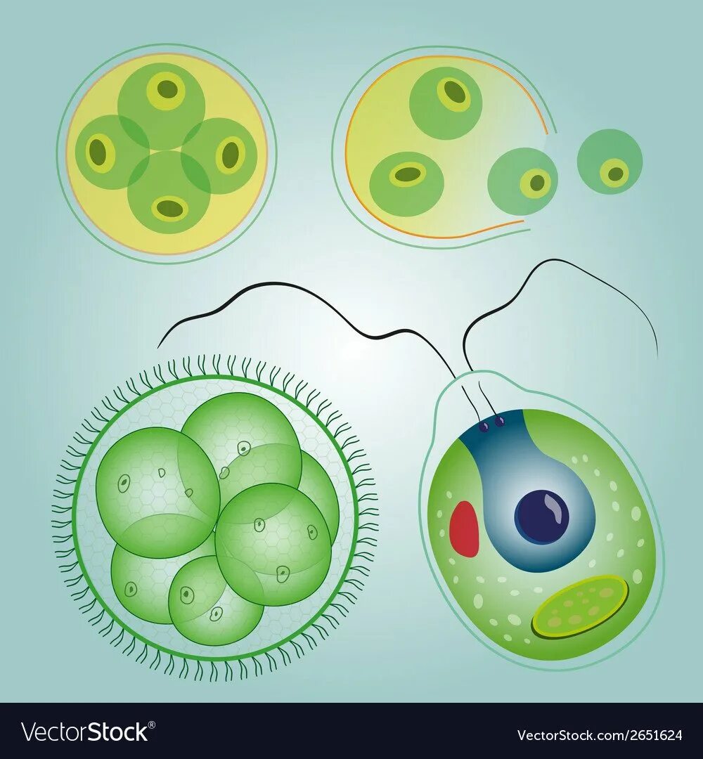 Эволюция одноклеточных водорослей. Хламидомонада и хлорелла. Одноклеточная водоросль хлорелла. Хлорелла и вольвокс. Одноклеточные водоросли вольвокс.