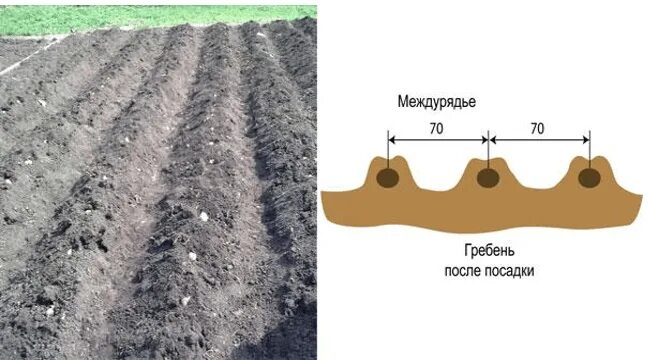 Гребневая схема посадки картофеля. Гладкая и гребневая посадка картофеля. Посадка картофеля в траншеи схема. Посадка картофеля ширина междурядий и глубина. Ширина гребня