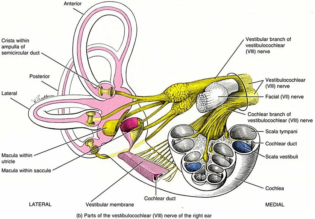 Нарушения иннервации слуха. Стенки наружного слухового прохода анатомия. Преддверно-улитковый нерв схема. Иннервация среднего уха анатомия. Иннервация внутреннего уха слуховой анализатор.