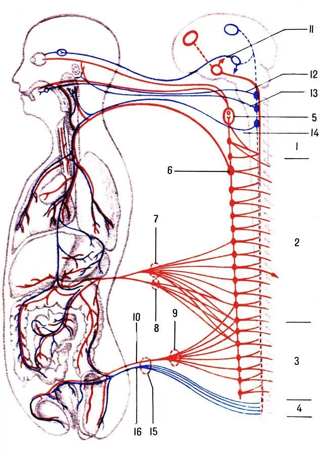 Вегетативная нервная система человека. Вегетативная нервная система Неттера. Симпатические нервы анатомия. Вегетативные узлы ВНС.