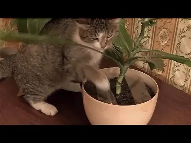 Цветочные горшки от кошек. Кошка в цветочном горшке. Горшок для кошек. Кот на горшке. Кот на горшке.