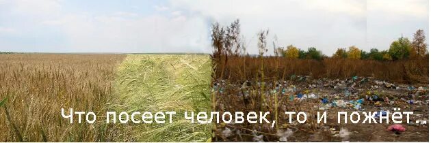 Что посеешь то и пожнешь жизненная ситуация. Что посеет человек то и пожнет. что посеет человек то и пожнет картинки. что посеешь то и пожнешь библия. что посеет человек то и пожнет гал.6 7.