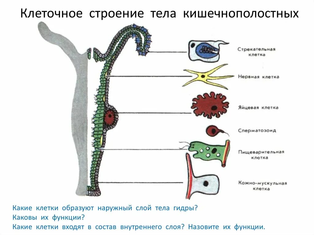 Какие клетки у кишечнополостных обеспечивают процесс регенерации. Тип Кишечнополостные строение гидры. Гидра Пресноводная строение клетки. Пресноводная гидра строение тела. Тип Кишечнополостные внутреннее строение.