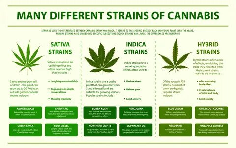 Indica vs Sativa: Understanding the Difference.