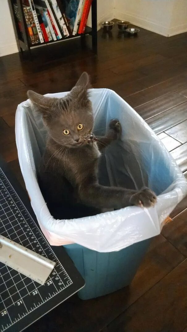 Очень смешные кошки. Угарные коты. приколы с котами. кит прикол. очень смешной кот.