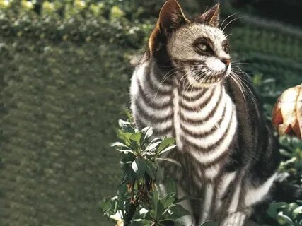Самые опасный кошачий