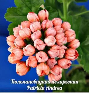 Озон пеларгония семена