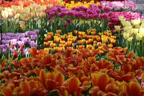 Holland plants
