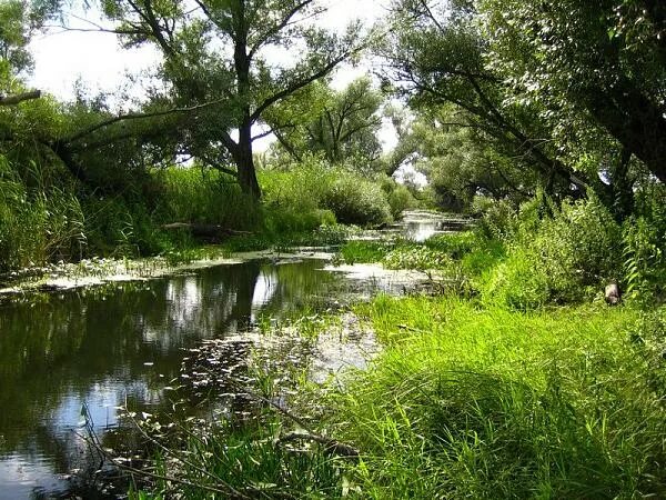 Погода ершовка аткарского района саратовской области. Саратовская область река Колышлей. Ершовка Аткарский район. Река большой Колышлей. Ершовка Аткарский район Саратовская область.