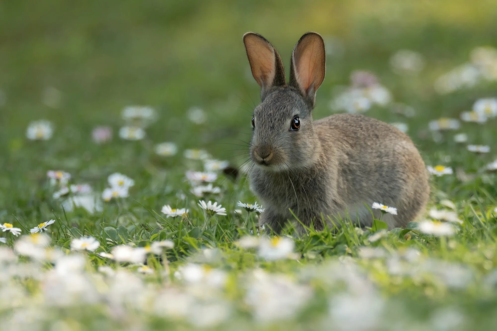 Spring rabbit