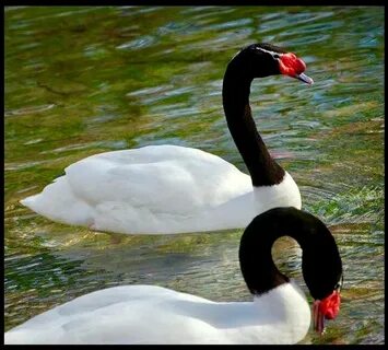 Биік өкшелі порно