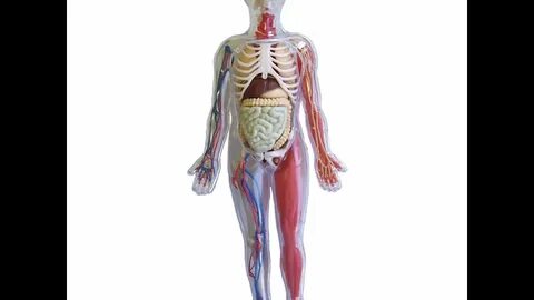 The human body