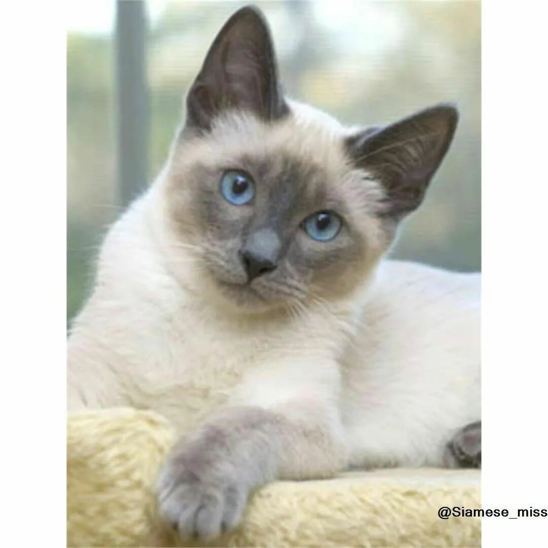 Тайская кошка Блю Пойнт. Сиамская кошка Блю-Пойнт. Тайский Сноу Шу. Сноу Шу Блю поинт. Цвет сиамских кошек