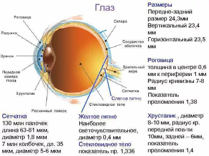 Желтое пятно. Слепое пятно анатомия глаза. Строение глаза желтое пятно слепое пятно. Строение глазного яблока слепое пятно. Структура глаза слепое пятно.