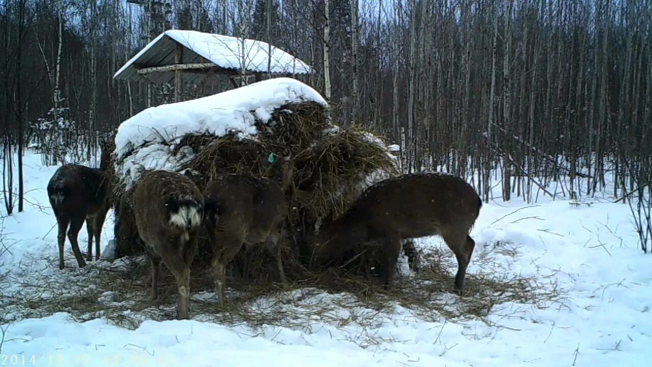 Помощь лосям. Кормушка для лосей. Кормушка для оленей. Ясли для оленей. Подкормочные площадки для копытных.