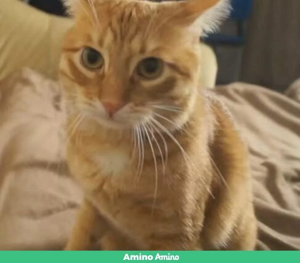 Кот брайана мапса. Тигра брайан мапс. кот тигра брайан мапс. брайан мапс с котом. код тигра брайна мапса.
