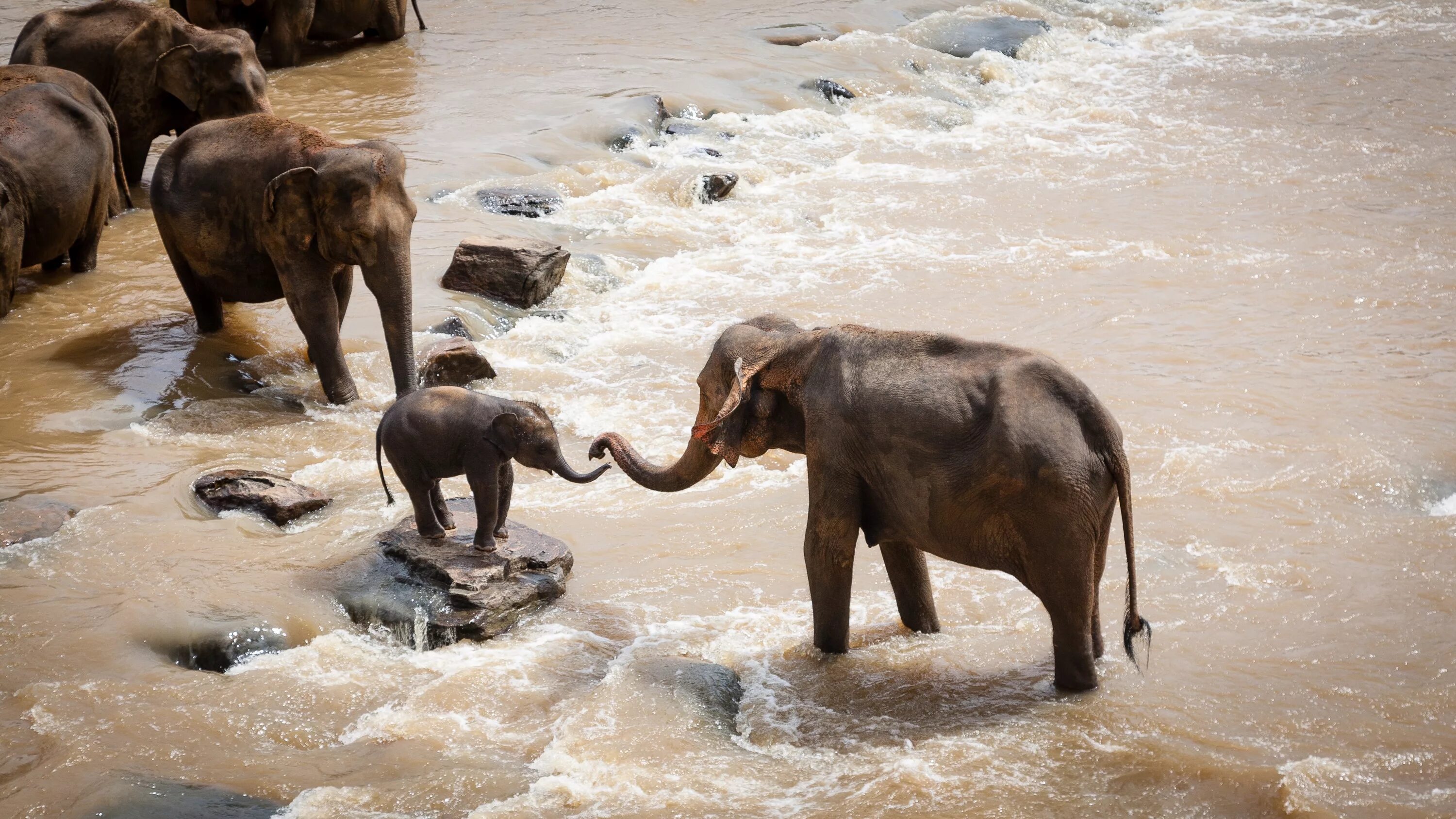 Elephant river. Слоны. Слоны стадо. Слоны купаются.