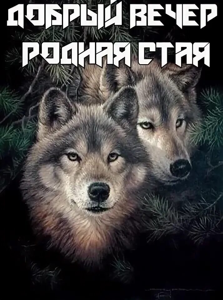 Любимая стая. Доброе утро любимая стая волки. привет стая. доброе утро любимая стая мем.