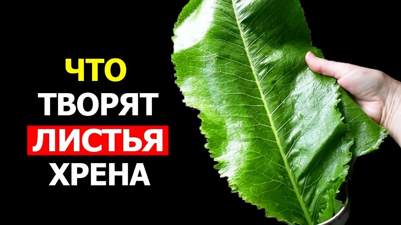 Свойства листа хрена. Листья хрена полезные. листья хрена польза. листья хрена применение. растирка из листьев хрена.