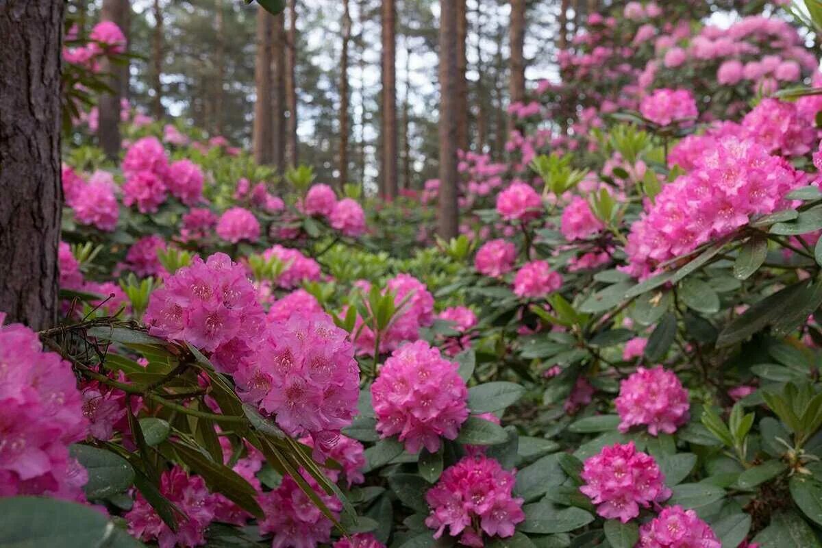 Когда цветет рододендрон. Рододендрон гибридный гаага. рододендрон вечнозеленый гаага. рододендрон вечнозеленый haaga. рододендрон гибридный &quot;haaga&quot; (хаага).