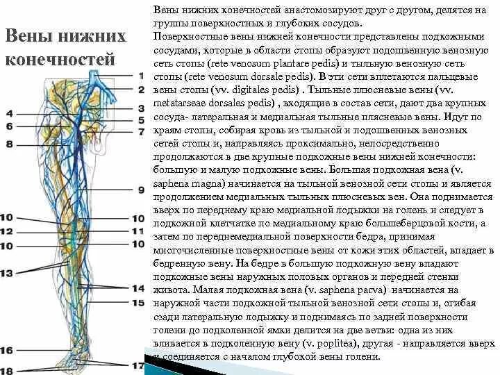 Анатомия вен ноги. Поверхностные вены нижней конечности схема. Глубокие вены нижних конечностей схема. Латеральные вены нижних конечностей. Вены нижних конечностей анатомия схема.