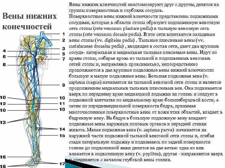 Внутренняя поверхность вены. Поверхностные вены нижней конечности схема. Глубокие вены нижних конечностей схема. Латеральные вены нижних конечностей. Вены нижних конечностей анатомия схема.