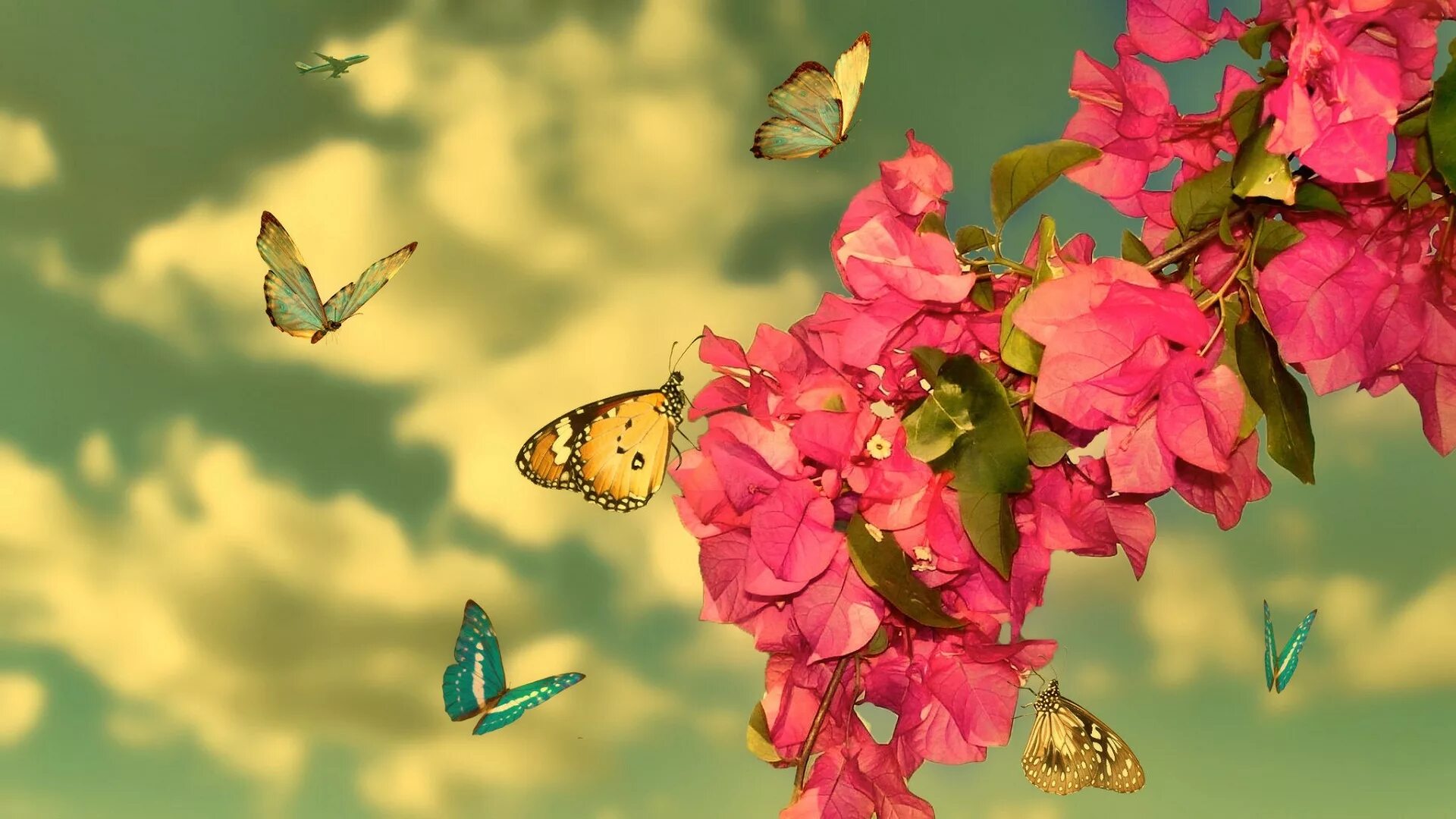 Бабочки на весь экран. Обои с бабочками. Обои с летающими бабочками. Рабочий экран весенний с бабочками. Летают бабочки днем.