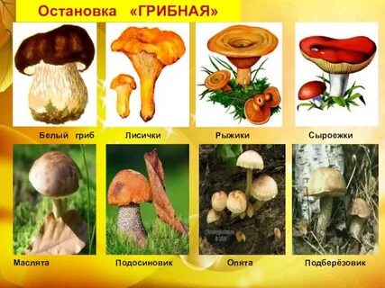 Лисичка сыроежка рыжик грибы