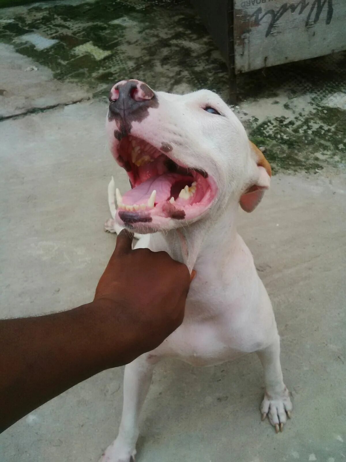 Питбуль зубы. Американский питбультерьер улыбка. Стаффордширский бультерьер челюсть. Американский стаффордширский терьер улыбка. Питбуль зубы.