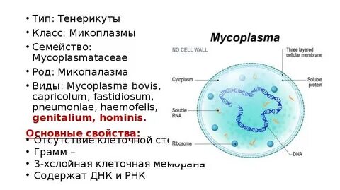 Днк микоплазмы